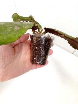 Хойя Undulata 